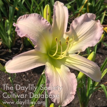 Delicate Kiss